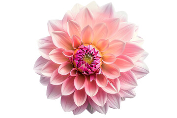 Dahlia flower isolated on transparent background