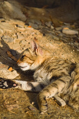 Farm animal pregnant cat relaxing on ground