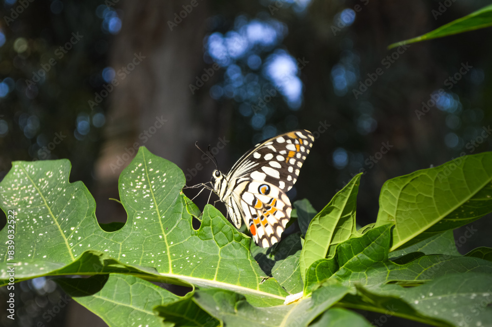 Poster Natural blue color bokeh, butterfly on a leaf