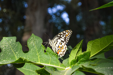 Natural blue color bokeh, butterfly on a leaf