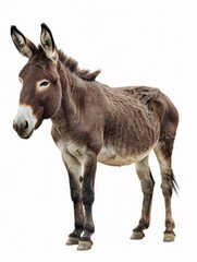 Fototapeta premium A side view of donkey standing on white background