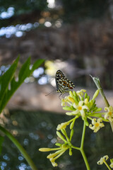 beautiful butterfly on a papaya branch in garden