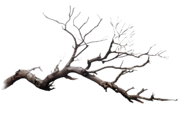 Dead branch isolated on transparent background