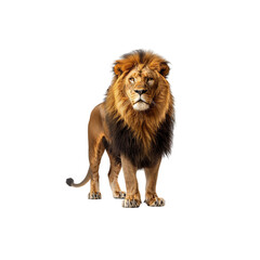Obraz premium Majestic Lion on White Background