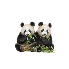 Naklejka premium Adorable Panda Bears Eating Bamboo