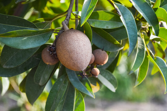new summer seasonal sapodilla tree branch, garden fruit close up