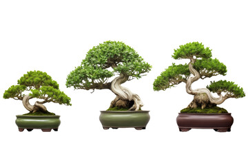 Towering Bonsai Symphony on a White or Clear Surface PNG Transparent Background..