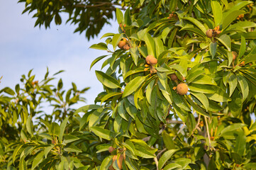 sapodilla fruit on tree, nature chikoo 