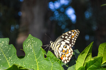 Color butterfly on green leaf, Outdoor wildlife animal 