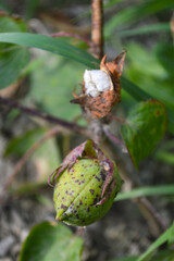 close up of a plant cotton flower, natural seasonal crop