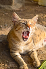 portrait of a yawning cat, young kitten in garden