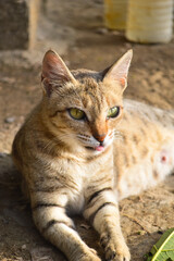 adorable close up of a cat, Brown Cute kitten relaxing in garden