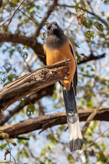 Rufous Treepie on safari in Ranthambore, India.