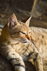 Brown Cute mother kitten relaxing in garden, Close up of a pregnant cat