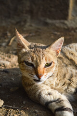 portrait of a pregnant cat