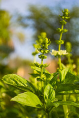 Close up ayurveda plant tulsi leaf, holy basil leaves on a branch