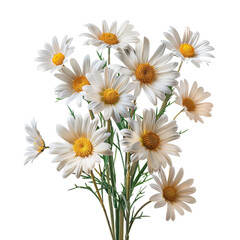 Fototapeta premium a bouquet of daisies on a white background, perfect for creating a transparent image