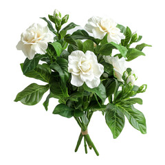 a bouquet of gardenias on a white background, perfect for creating a transparent image