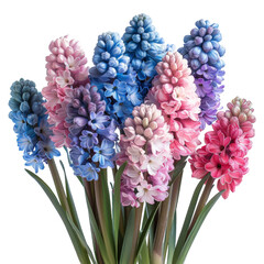 Fototapeta premium a bouquet of hyacinths on a white background, perfect for creating a transparent image