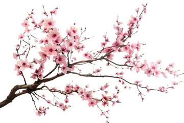 Elegant Cherry Blossoms Art on Transparent Background
