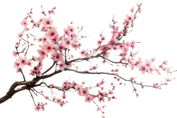 Elegant Cherry Blossoms Art on Transparent Background
