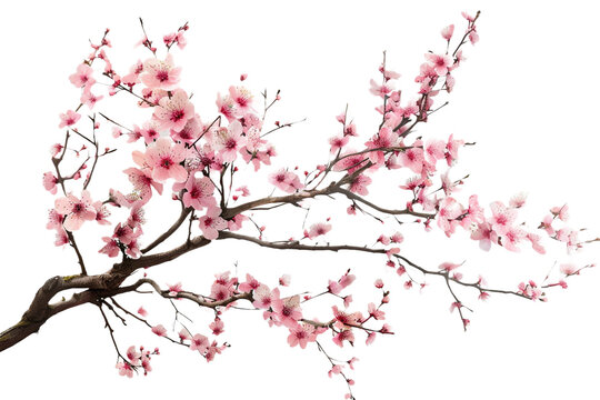 Elegant Cherry Blossoms Art on Transparent Background