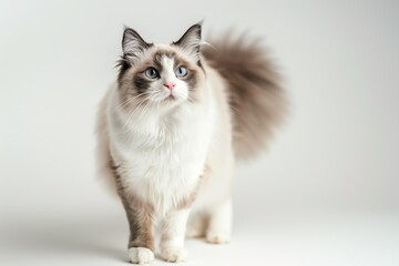 Fluffy Ragdoll Cat With Blue Eyes
