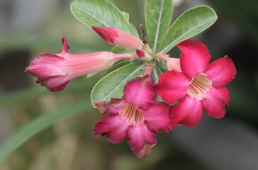 Adenium obesum flower. Nature flower background
