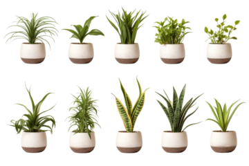 Sculpted Beauty: A Labyrinth of Botanical Wonders on a White or Clear Surface PNG Transparent Background..