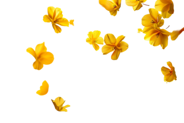 Falling yellow flowers isolated on transparent background