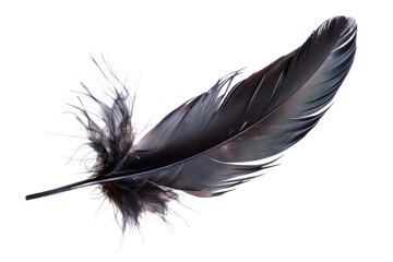 Feather isolated on transparent background