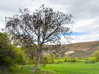 árbol
