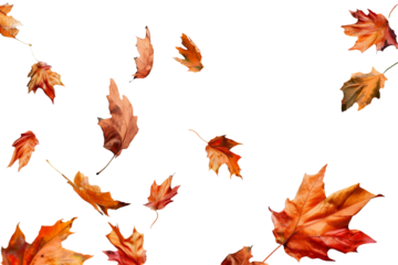 Flying autumn maple leaves isolated on transparent background