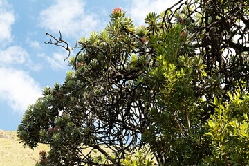 Dwarf Protea (Protea dracomontana) in the Drakensberg Mountains. South African Republic. Africa.
