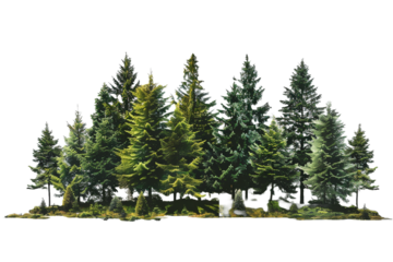 Forest trees isolated on transparent background