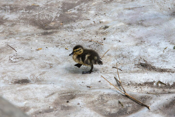 Baby duckling walking alone on sandy ground