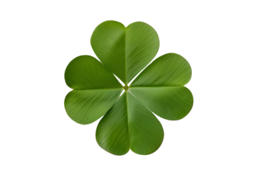 Four leaf clover isolated on transparent background