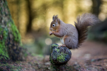 Portrait of eating red squirrel