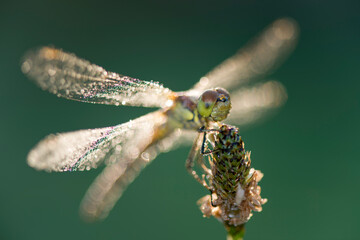 Common darter firefly, Sympetrum striolatum, hovering over flower