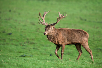 England, Red deer, Cervus elaphus