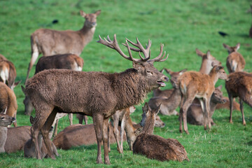 England, Red deers, Cervus elaphus
