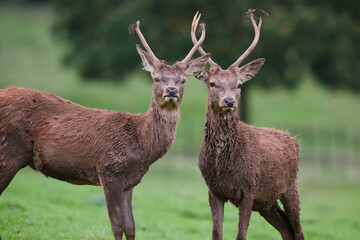 England, Red deers, Cervus elaphus