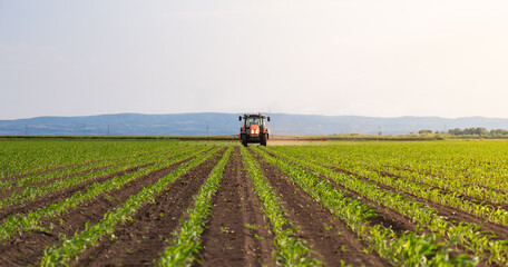 Tractor spraying corn field in sunset