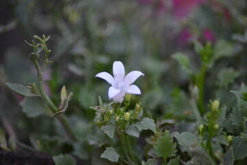 Einzelne sternförmige Blüte im Grünen