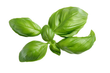 Fototapeta premium Fresh basil leaves isolated on transparent background
