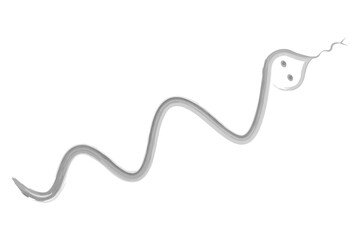 Snake. Sketch. Vector illustration. Hand drawn watercolor drawing. Outline on a white isolated background. Long reptile with tongue. Coloring book for children. Idea for web design.