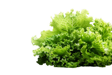 Fototapeta premium Fresh green lettuce isolated on transparent background