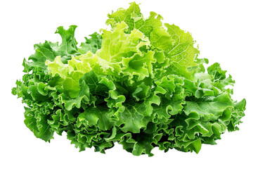 Fresh green lettuce isolated on transparent background