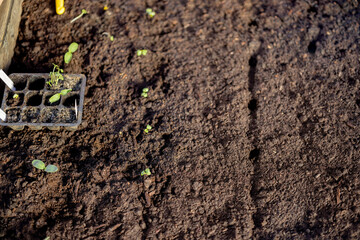 Rows of small green sprouts growing in the soil. Growing vegetables in raised beds