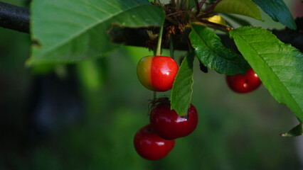 half red half green cherries on a branch